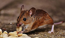gopher-and-mole-control Experts in Plymouth